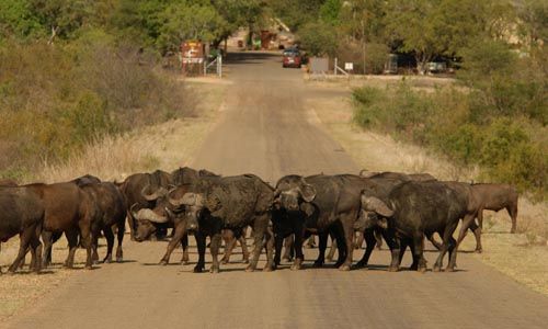 LUMIERE D'AFRIQUE DU SUD pas cher photo 10