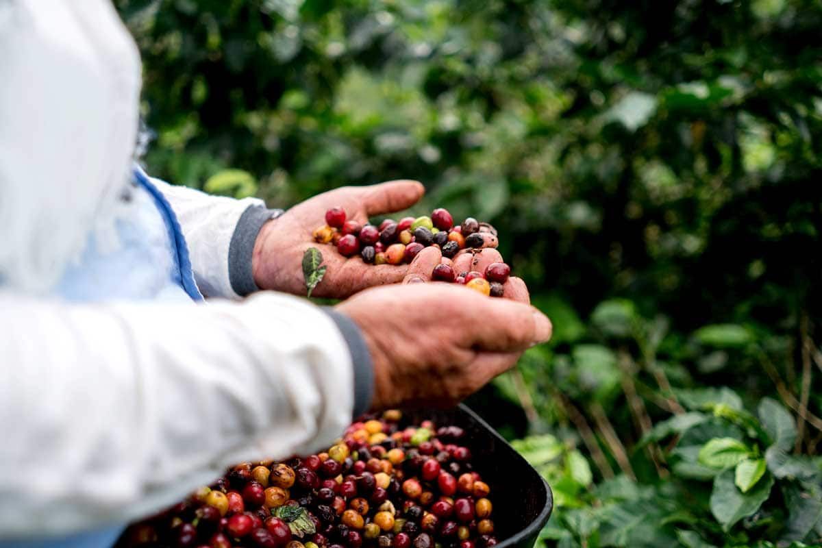 Circuit Le diamant vert + Extension Cartagena pas cher photo 6