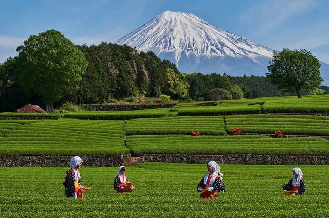 Japon Essentiel + Extension Mont Fuji pas cher photo 1