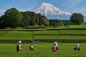 Japon Essentiel + Extension Mont Fuji pas cher photo 2