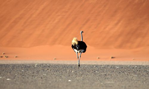 LUMIERE DE NAMIBIE pas cher photo 6