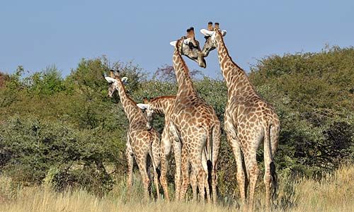 LUMIERE DE NAMIBIE pas cher photo 8