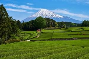 Japon Essentiel + Extension Mont Fuji et Tokyo pas cher photo 2