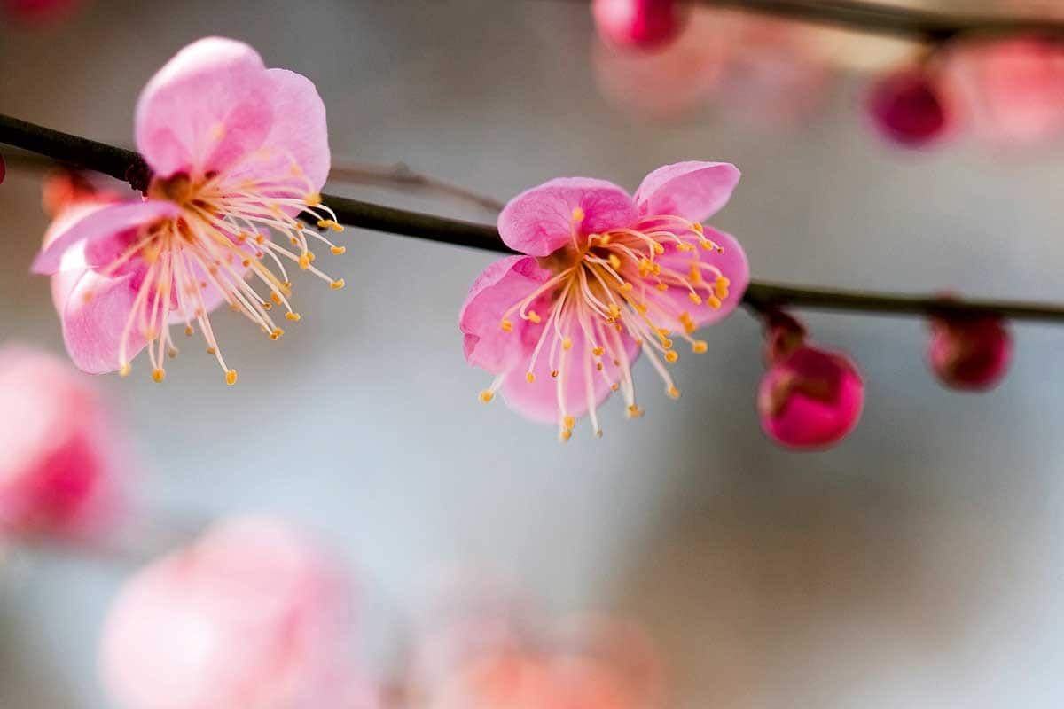 Circuit Archipel Japonais pas cher photo 1