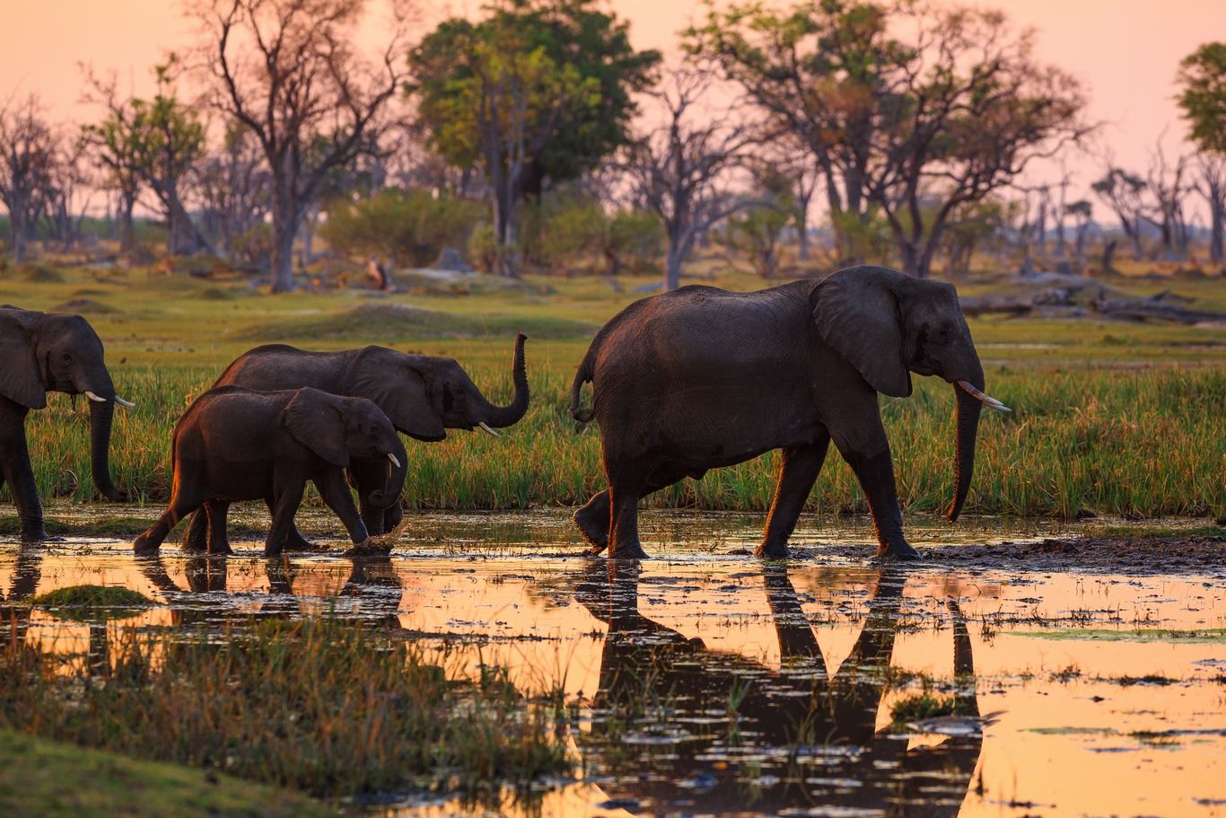 COULEURS DU BOTSWANA 11J/8N - Limité à 9 pers. - 2019/20 pas cher photo 2