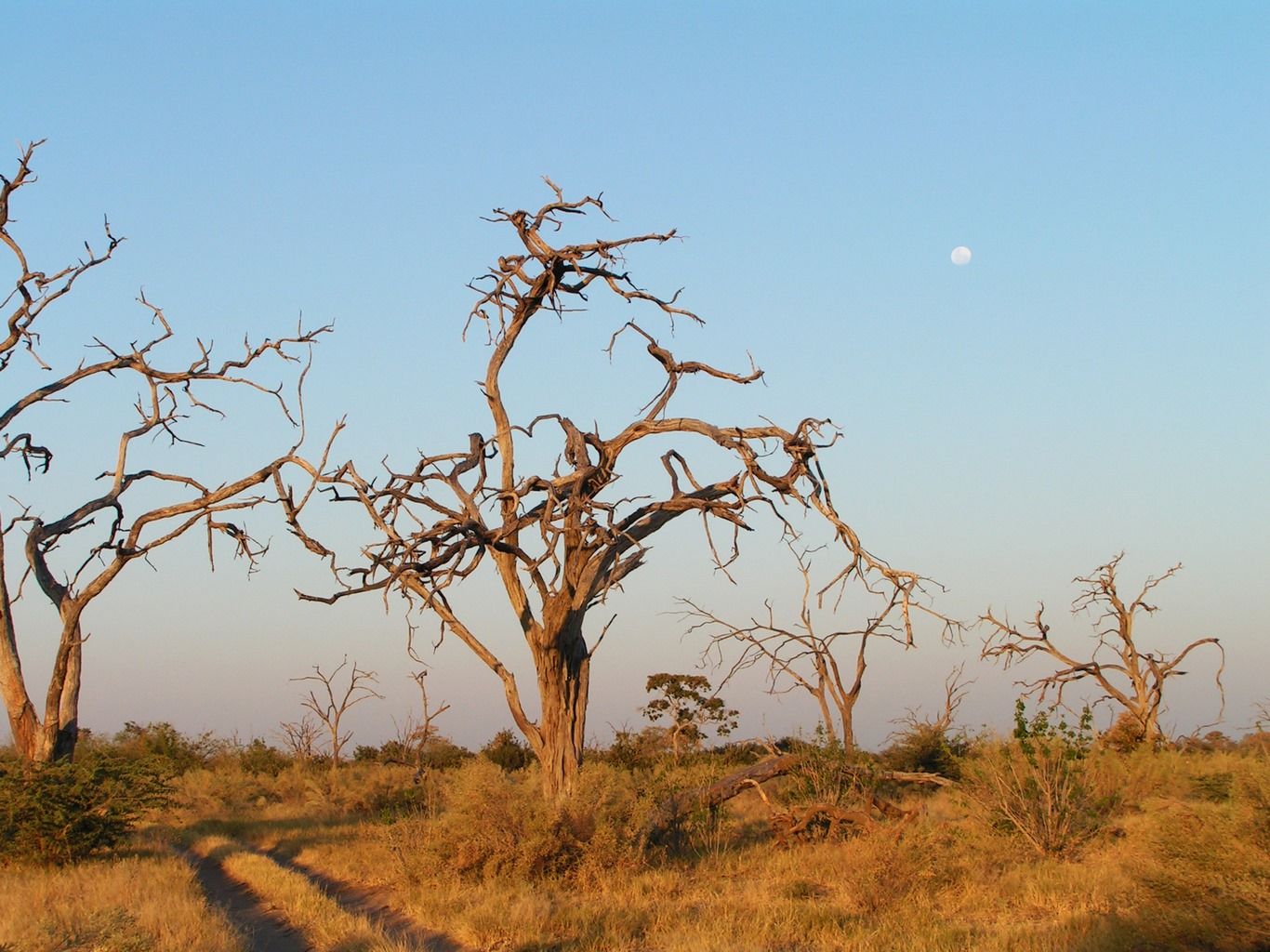COULEURS DU BOTSWANA 11J/8N - Limité à 9 pers. - 2019/20 pas cher photo 6