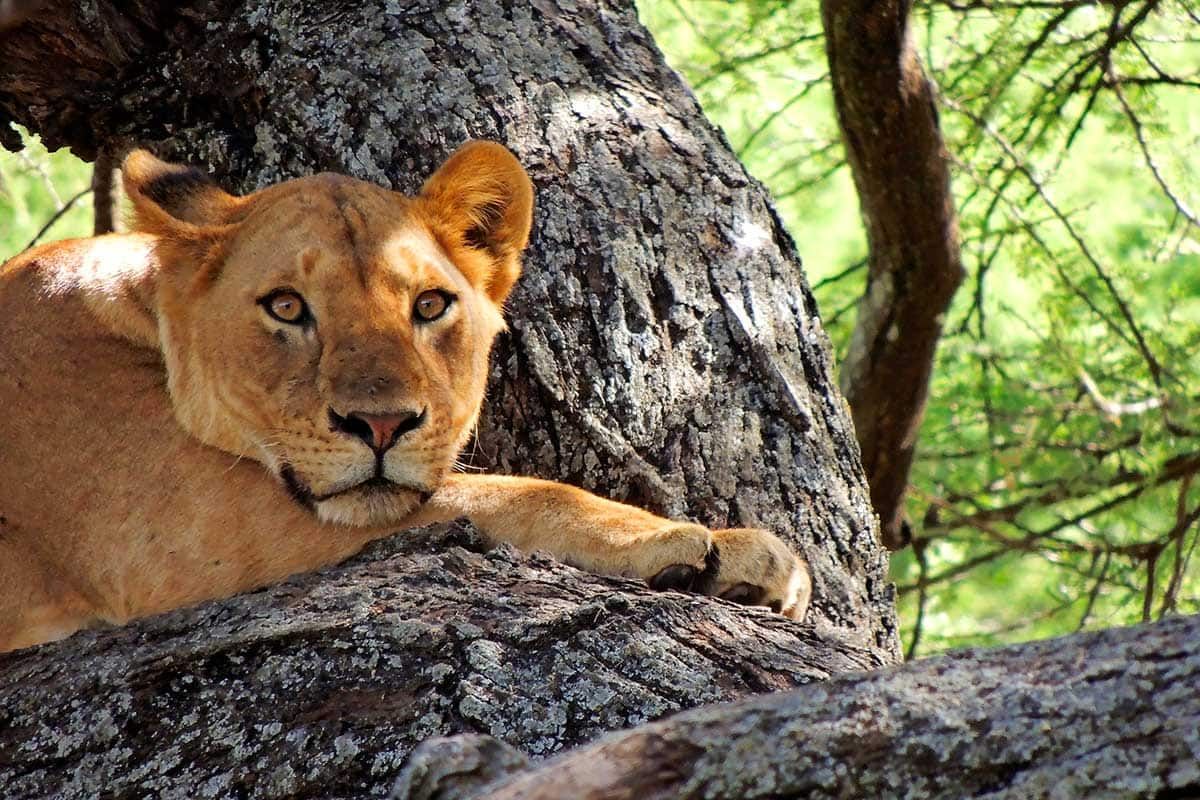 Circuit Grand voyage en terre d'Afrique au départ de Nairobi pas cher photo 5