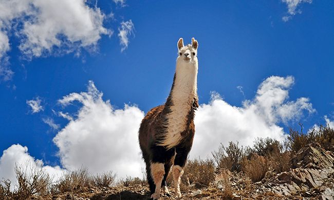 LUMIERES ARGENTINE & CHILI pas cher photo 7