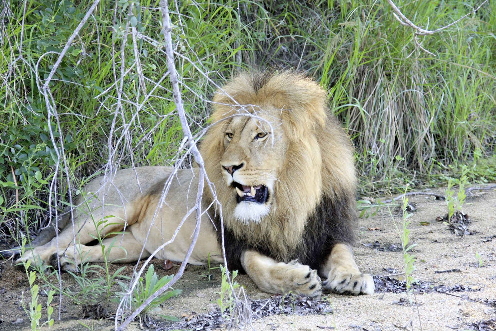 L'Afrique du Sud grand format + extension aux chutes Victoria pas cher photo 5