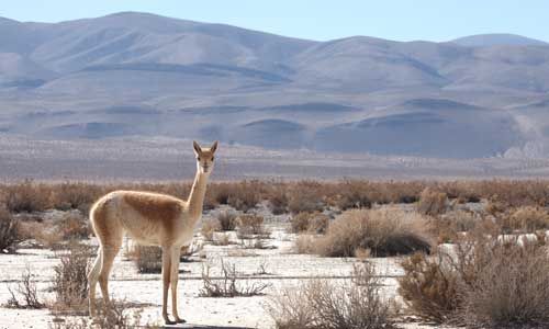 CONFIDENTIEL ANDINES pas cher photo 8