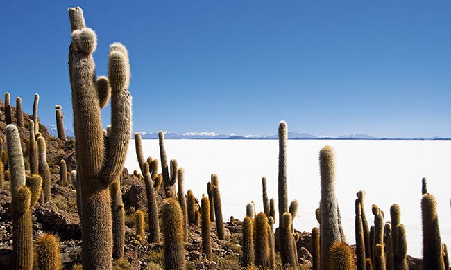 CONFIDENTIEL ANDINES pas cher photo 11