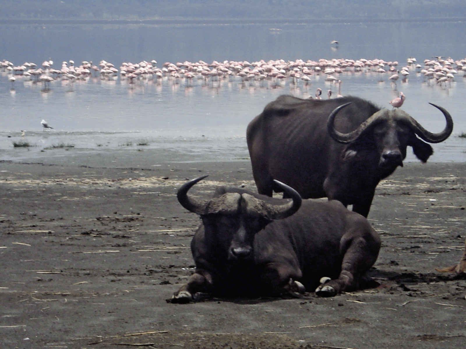 Souvenirs du Kilimandjaro pas cher photo 3