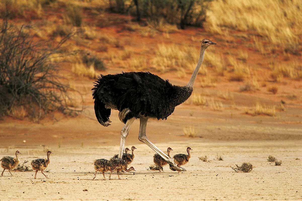 Circuit Pépites d'Afrique du sud + Extension aux chutes Victoria pas cher photo 8