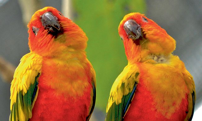 LUMIERE DU BRESIL ET PANTANAL pas cher photo 5