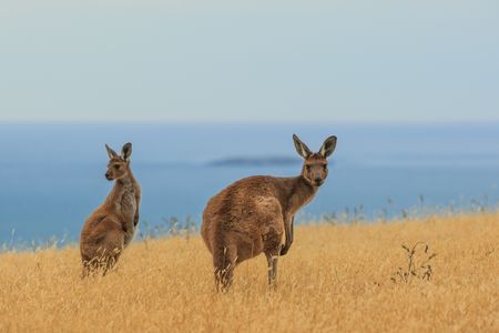 Pré voyage Melbourne et Splendeurs de l'Australie 18J/14N -2020 pas cher photo 8
