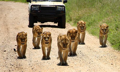 LUMIERE D'AFRIQUE DU SUD + CHUTES VICTORIA pas cher photo 5