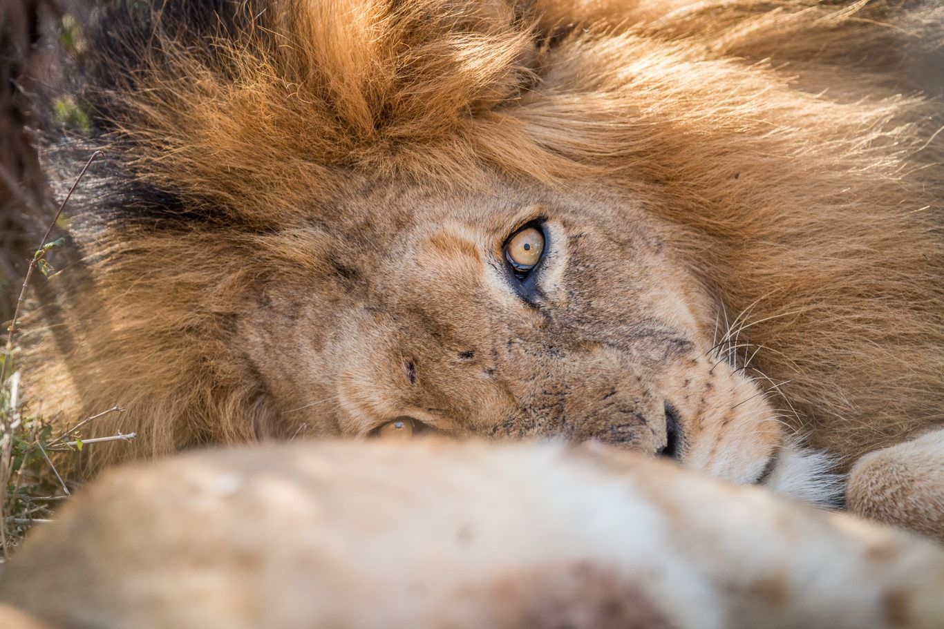 TRESORS D'AFRIQUE DU SUD 14J/11N pas cher photo 5