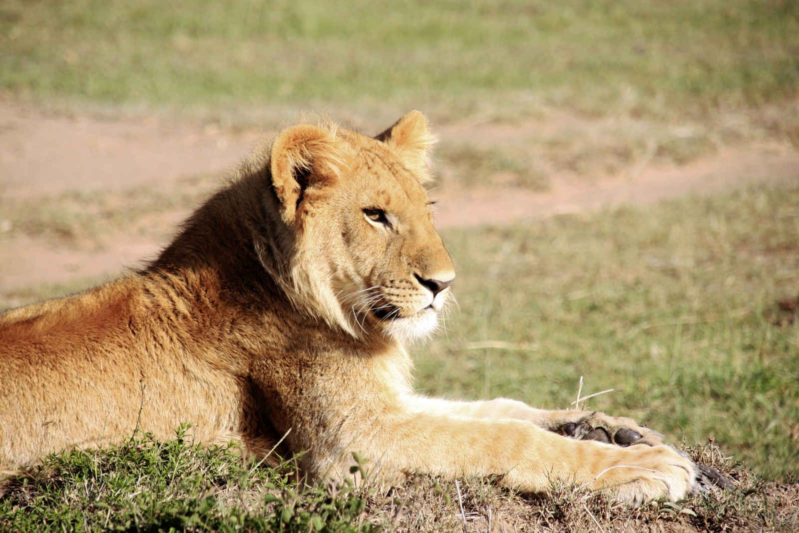 Souvenirs du Kilimandjaro + Extension à Mombasa pas cher photo 2