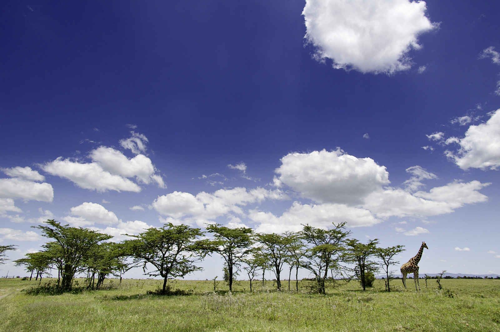 Souvenirs du Kilimandjaro + Extension à Mombasa pas cher photo 9