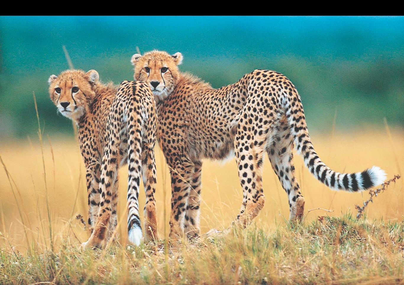 V EXPERIENCE AFRICAINE - 26J/23N - limité à 12 pers. Capetown à Victoria Falls pas cher photo 3