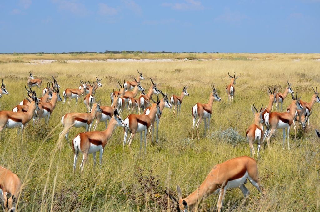 V EXPERIENCE AFRICAINE - 26J/23N - limité à 12 pers. Capetown à Victoria Falls pas cher photo 6