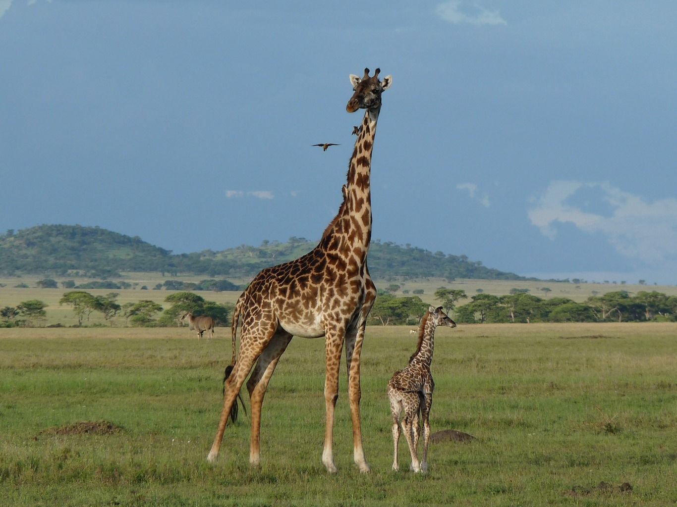 V EXPERIENCE AFRICAINE - 26J/23N - limité à 12 pers. Capetown à Victoria Falls pas cher photo 8