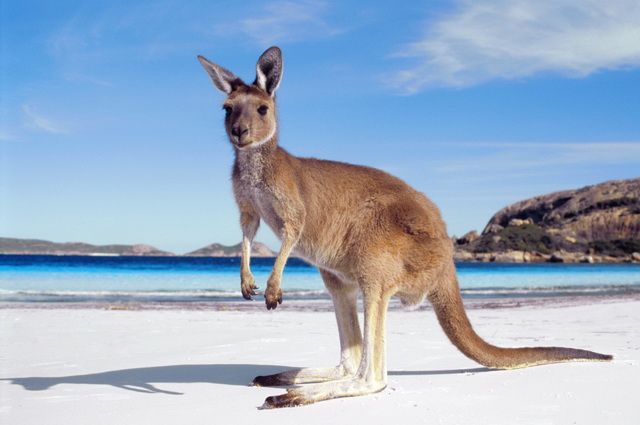 Odyssée Australienne + Melbourne et Palm Cove pas cher photo 1