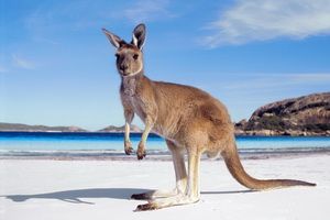 Odyssée Australienne + Melbourne et Palm Cove pas cher photo 2