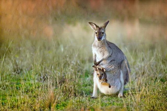 Odyssée Australienne + Melbourne et Palm Cove pas cher photo 8
