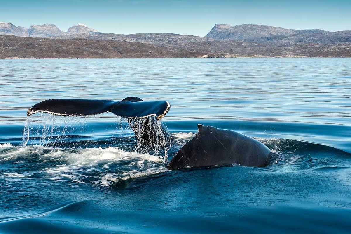 Circuit Merveilles du Groenland pas cher photo 5