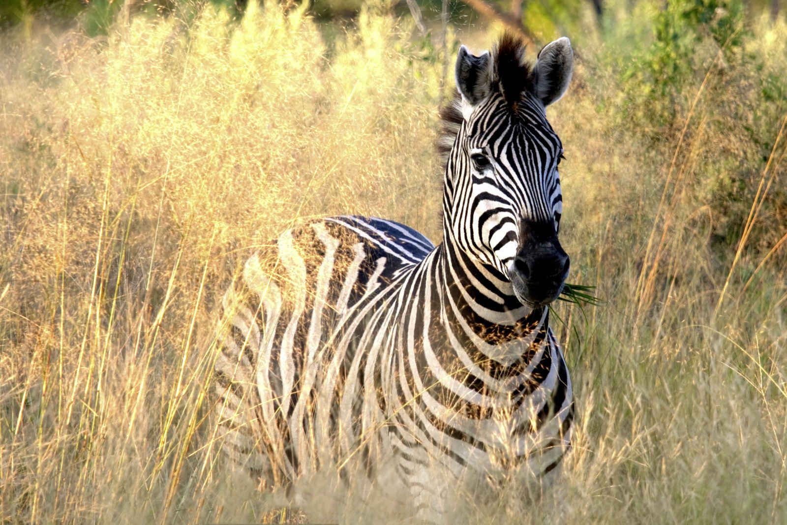 Souvenirs d'Afrique pas cher photo 1