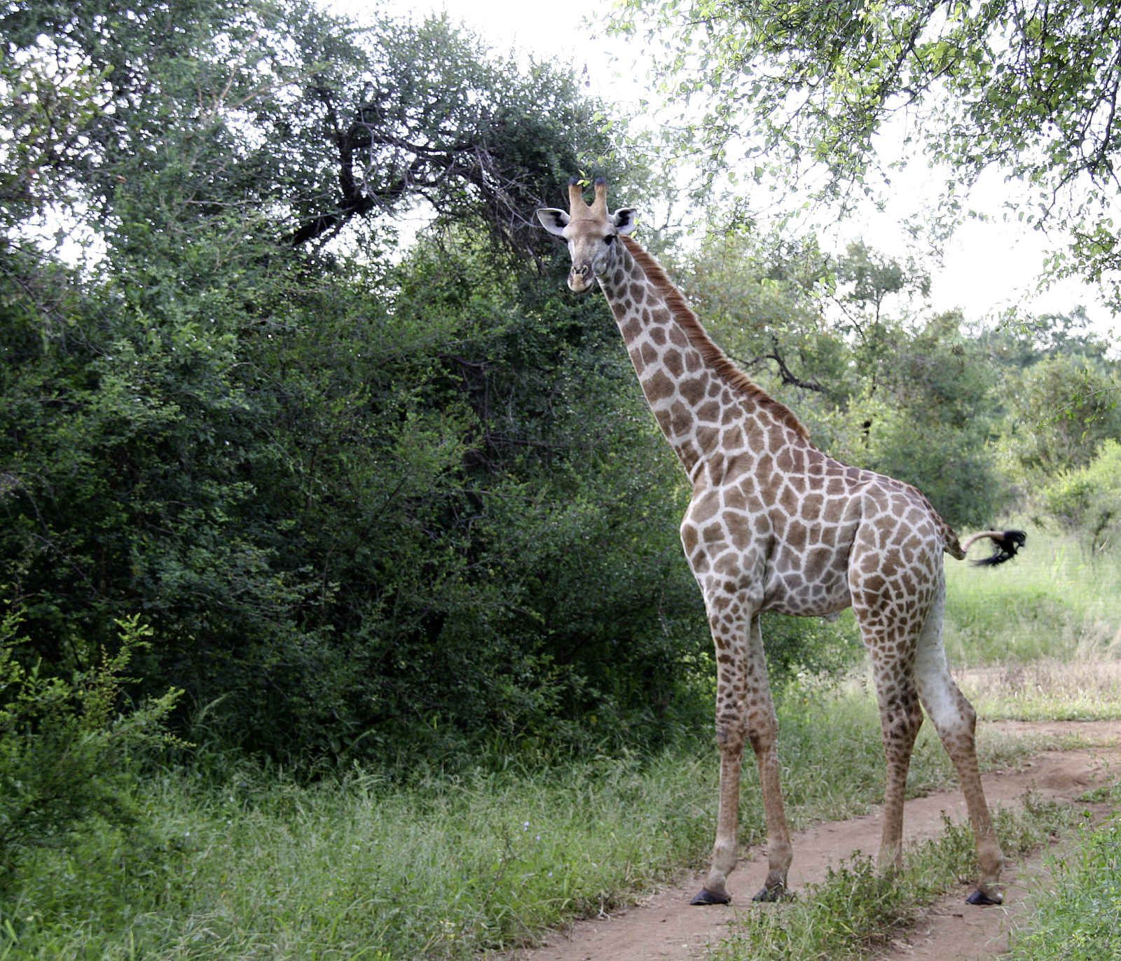 Souvenirs d'Afrique pas cher photo 3