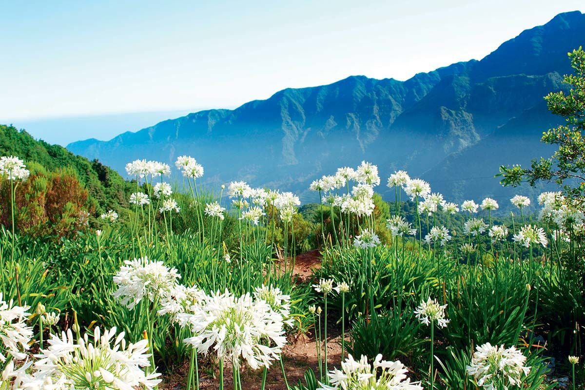 Autotour La route des fleurs depuis le Club Héliades Pestana Ocean Bay 4* pas cher photo 1