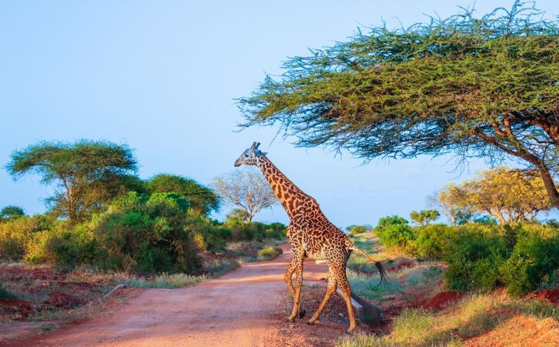 Safari Tsavo East et Séjour au Neptune Beach Resort 4* nl pas cher photo 2