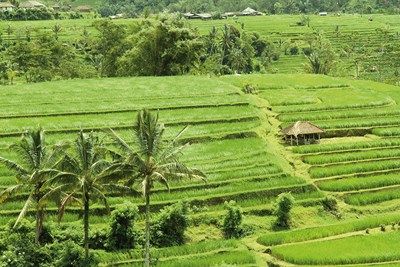 Bali, l'île des Dieux 3* pas cher photo 12