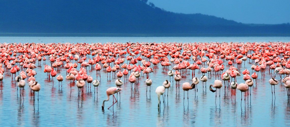 Safari Tsavo East et Séjour au Jumbo Watamu Resort 4* nl pas cher photo 12