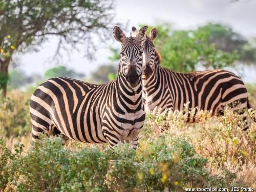 Combiné circuit et hôtel Safari et plage de l'océan Indien - 1 nuit Tsavo Est pas cher photo 1