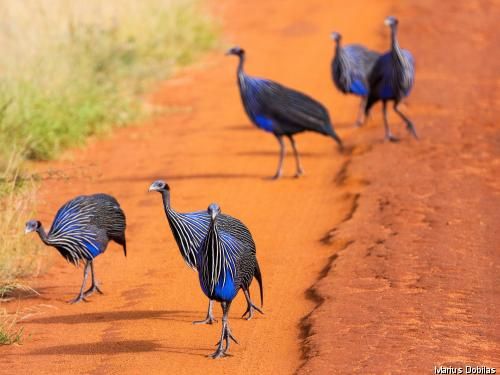 Combiné circuit et hôtel Safari et plage de l'océan Indien - 1 nuit Tsavo Est pas cher photo 2