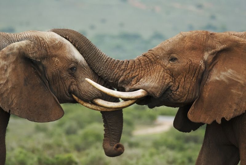 Safari Ngutuni Salt Lick et Séjour Neptune Village Beach Resort & Spa 4* nl pas cher photo 2