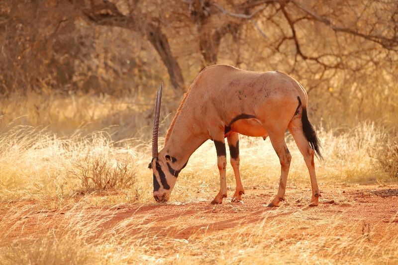 Safari Ngutuni Salt Lick et Séjour Neptune Village Beach Resort & Spa 4* nl pas cher photo 3