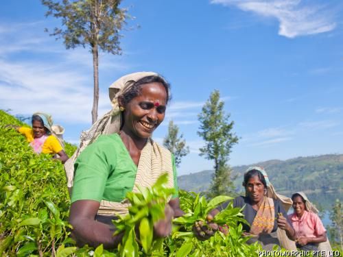 Circuit Balade cinghalaise (circuit privatif) pas cher photo 4