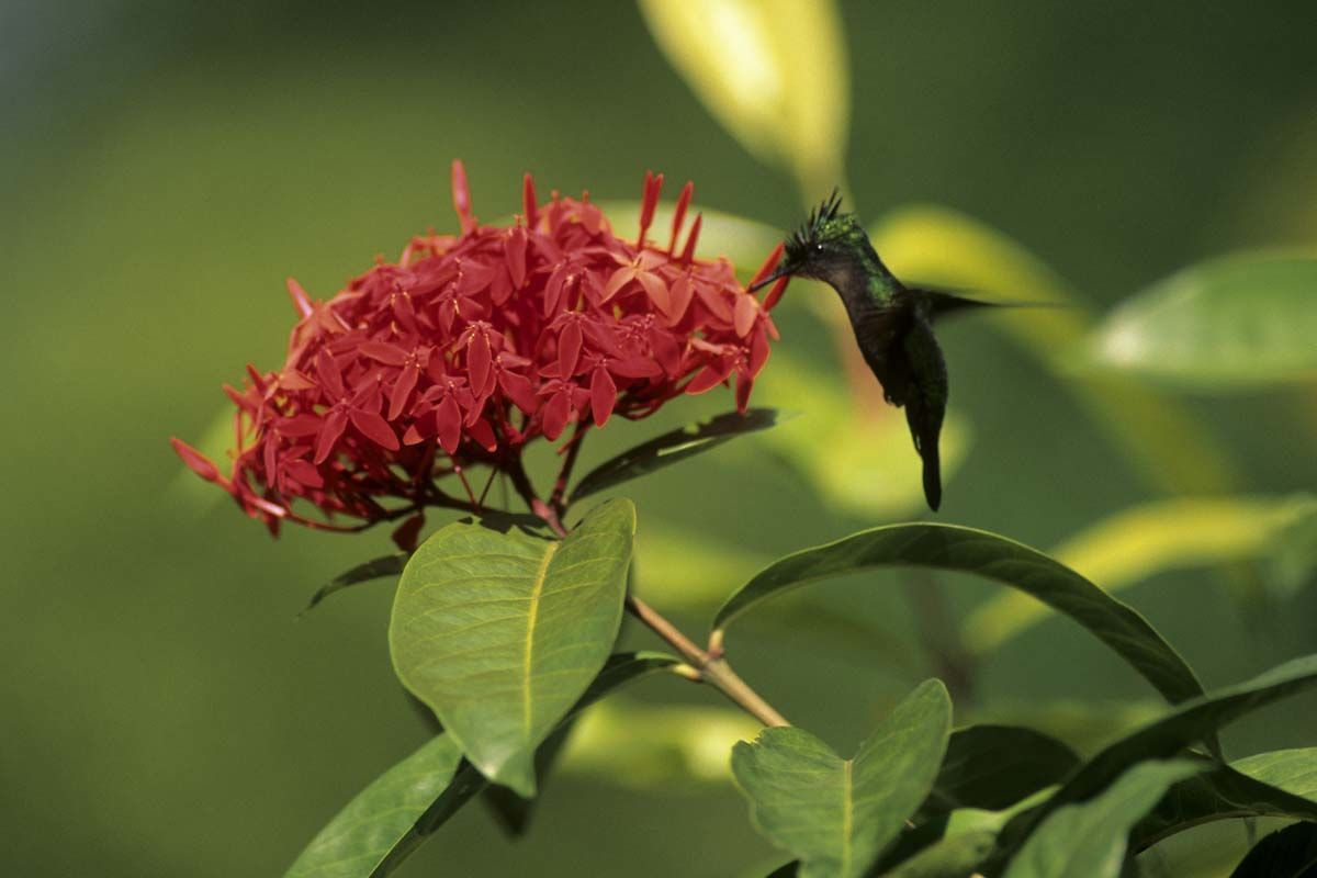 Echappée en Guadeloupe depuis le Karibea Beach 3* pas cher photo 5