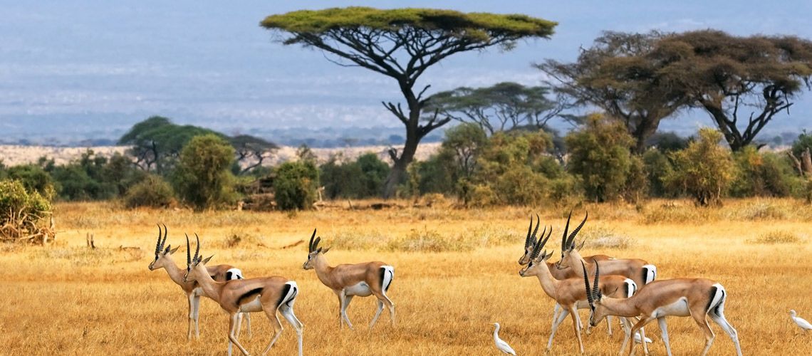 Safaris Tsavo West et Tsavo East et Séjour au Jumbo Watamu Resort 4* nl pas cher photo 1