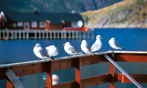 INDISPENSABLE NORVEGE pas cher photo 9