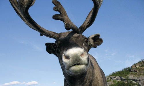 INDISPENSABLE NORVEGE pas cher photo 11