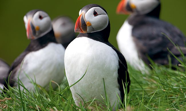 INDISPENSABLE ISLANDE HIVER pas cher photo 5