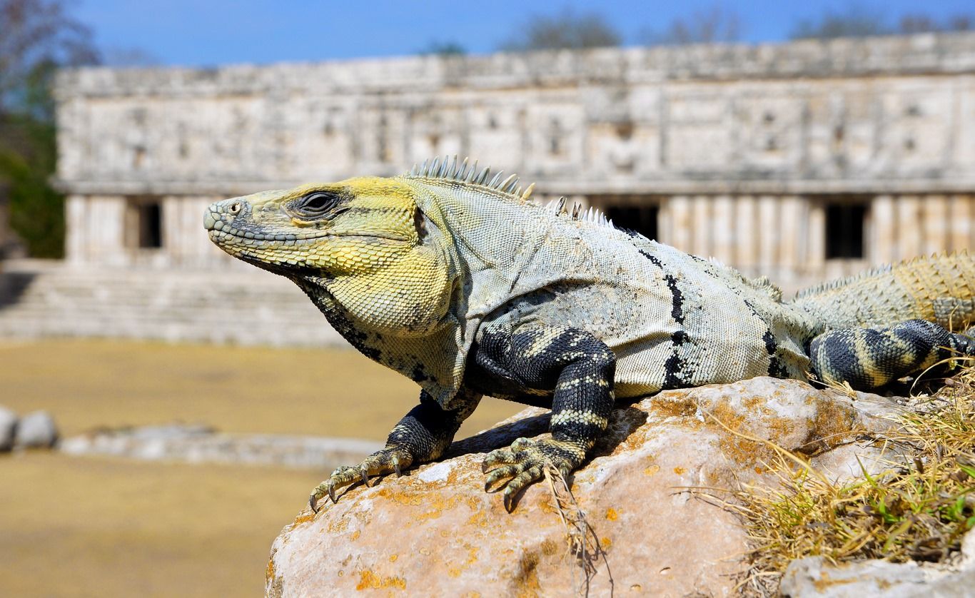 LES INCONTOURNABLES DU YUCATAN - 9J/7N - Limité à 20 pers. 2020 pas cher photo 4