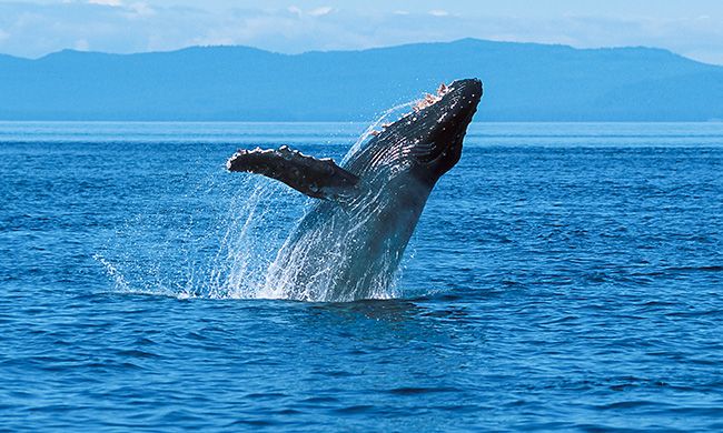 INDISPENSABLE EXPERIENCE ARCTIQUE pas cher photo 7