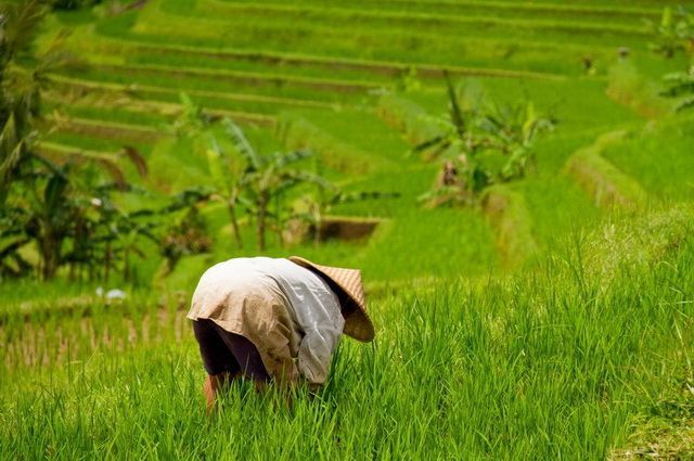 La Java des Tropiques + extension Est balinais - Indonésie pas cher photo 10