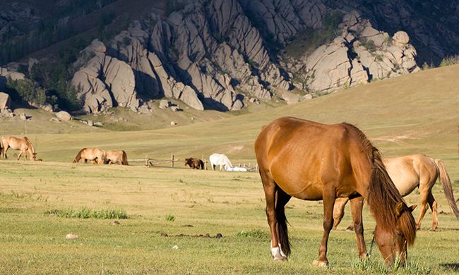 CONFIDENTIEL MONGOLIE pas cher photo 9